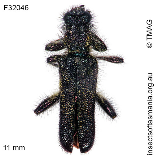 Species image
