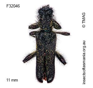 Eleale simplex
