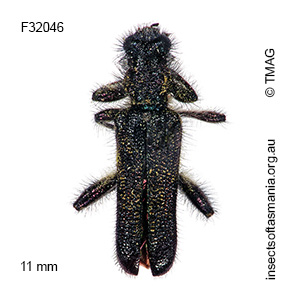 Eleale simplex