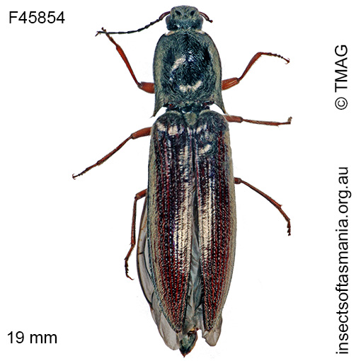 Species image