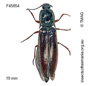 Enischnelater specularis