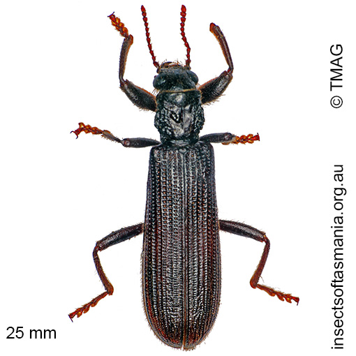 Species image
