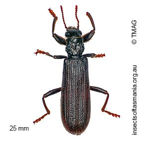 Eunatalis porcata