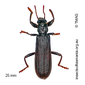 Eunatalis porcata