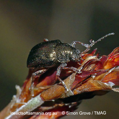 Species image