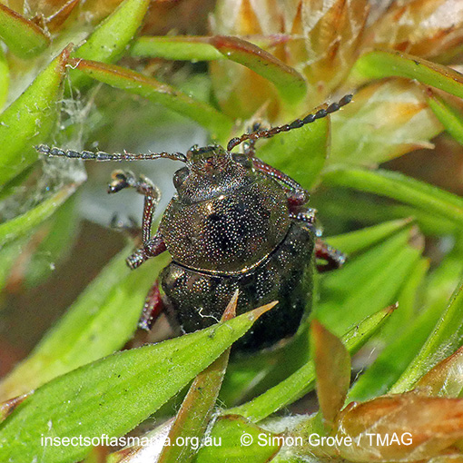 Species image