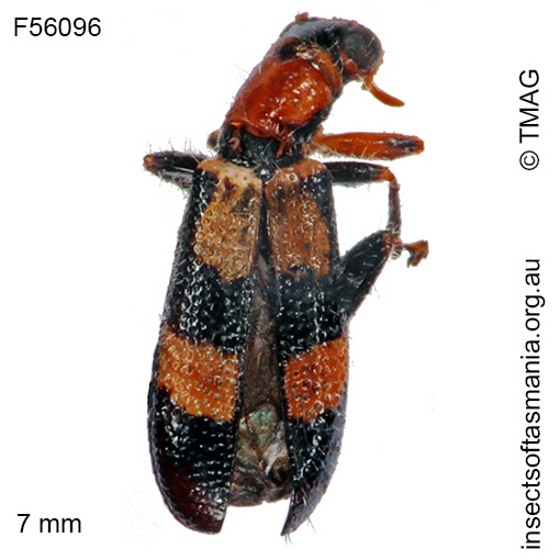 Species image