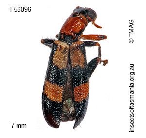 Lemidia bella