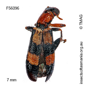 Lemidia bella