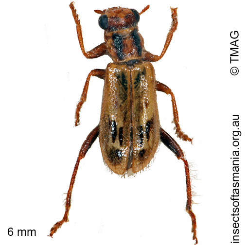 Species image