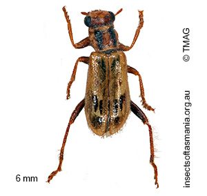 Lemidia cicatricosa