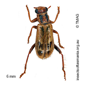 Lemidia cicatricosa