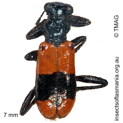 Species image