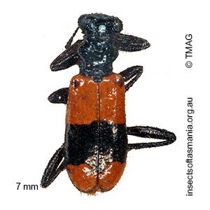 Lemidia hilaris