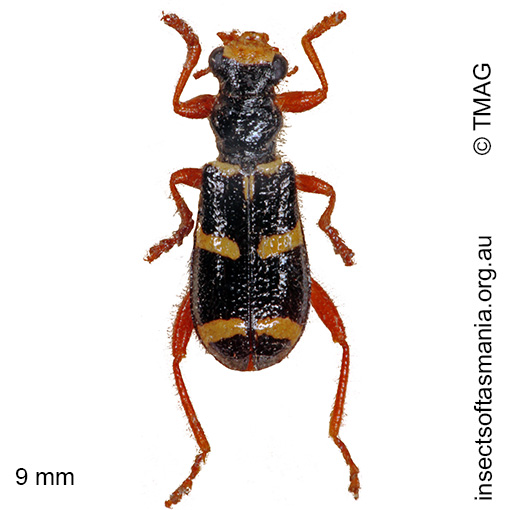 Species image