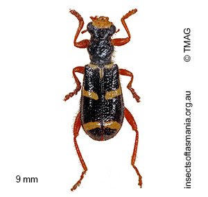 Lemidia nitens