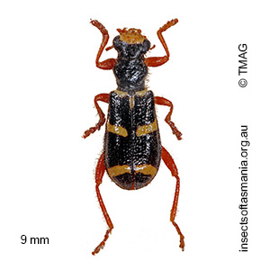 Lemidia nitens