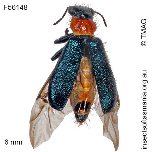 Species image