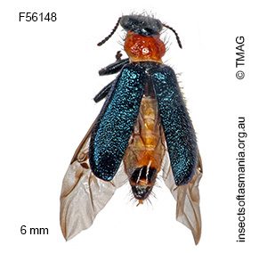 Lemidia pulchella