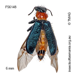 Lemidia pulchella
