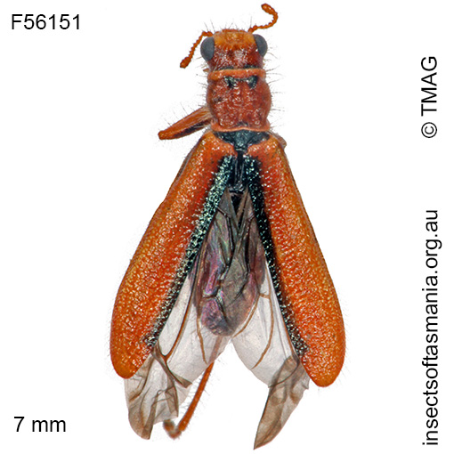 Species image