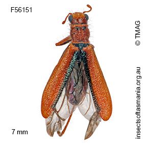 Lemidia simsoni