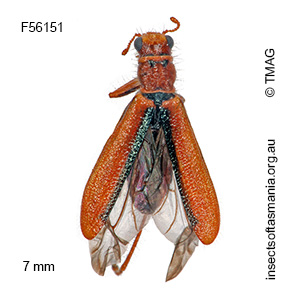 Lemidia simsoni