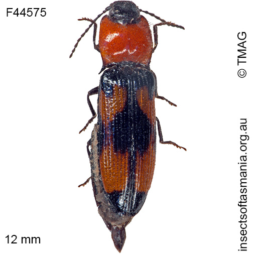 Species image