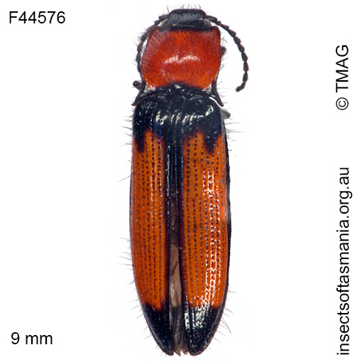Species image