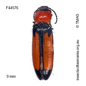 Litotelater TFIC sp 02