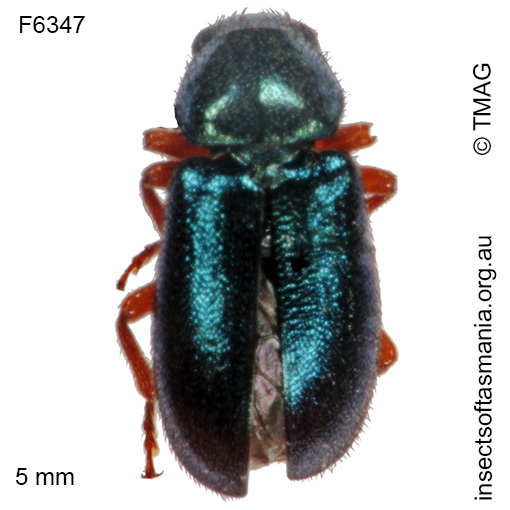 Species image