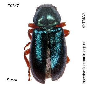 Necrobia rufipes