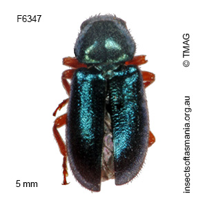 Necrobia rufipes