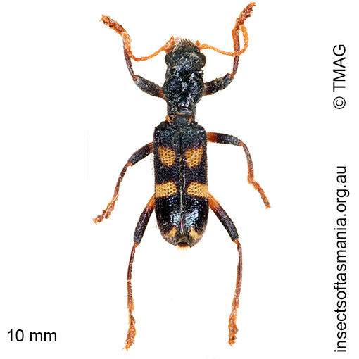Species image