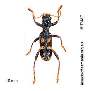 Neoscrobiger patricius