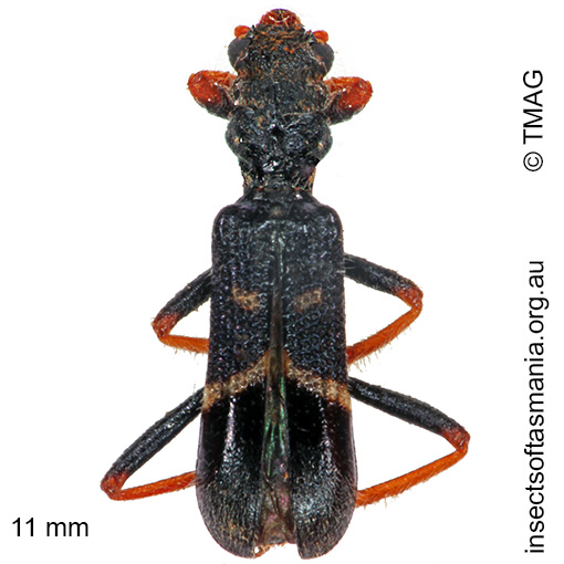 Species image