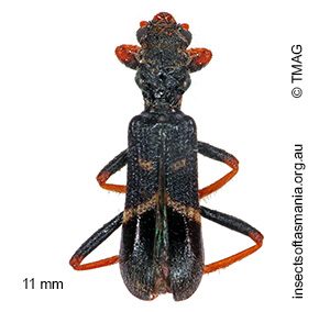 Neoscrobiger rauciceps