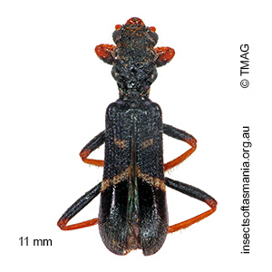 Neoscrobiger rauciceps