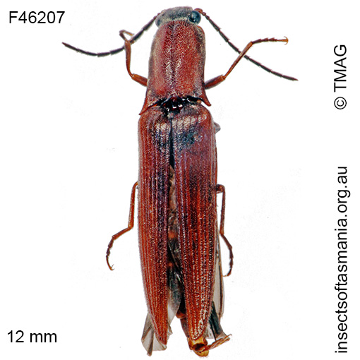 Species image