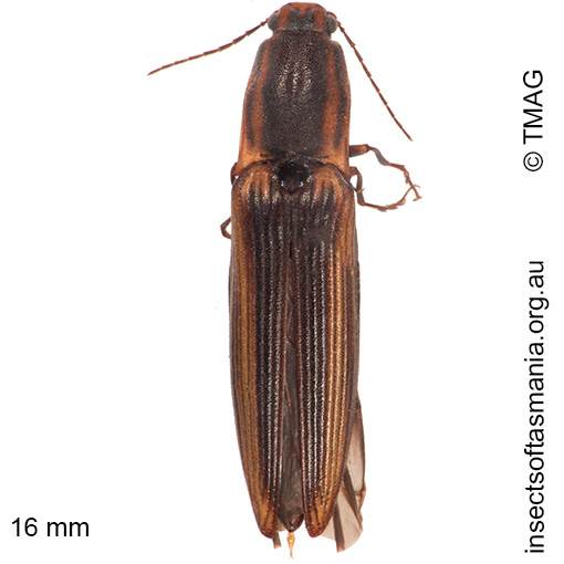 Species image