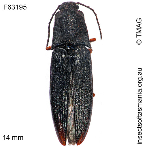 Species image