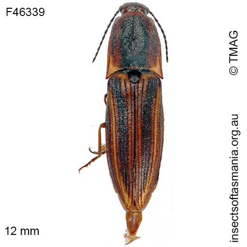 Species image