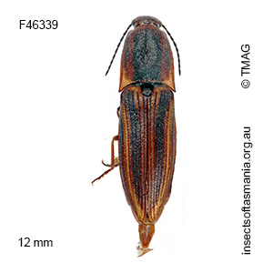 Parablax padmuri