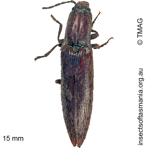 Species image