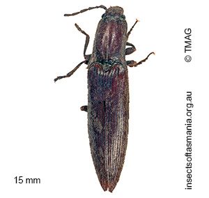 Paracrepidomenus filiformis