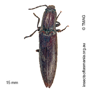 Paracrepidomenus filiformis