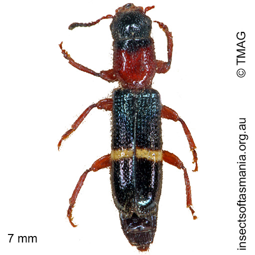 Species image