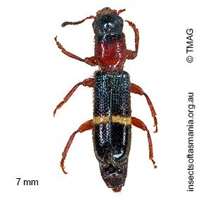 Paratillus carus