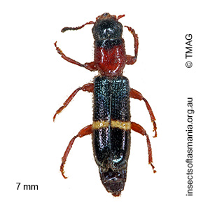 Paratillus carus