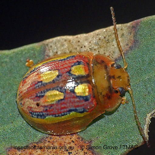 Species image